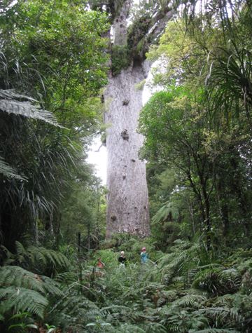 New Zealand Kauri Tree